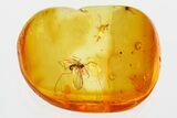 Detailed Fossil Gall Midge (Cecidomyiidae) In Baltic Amber #381216-1